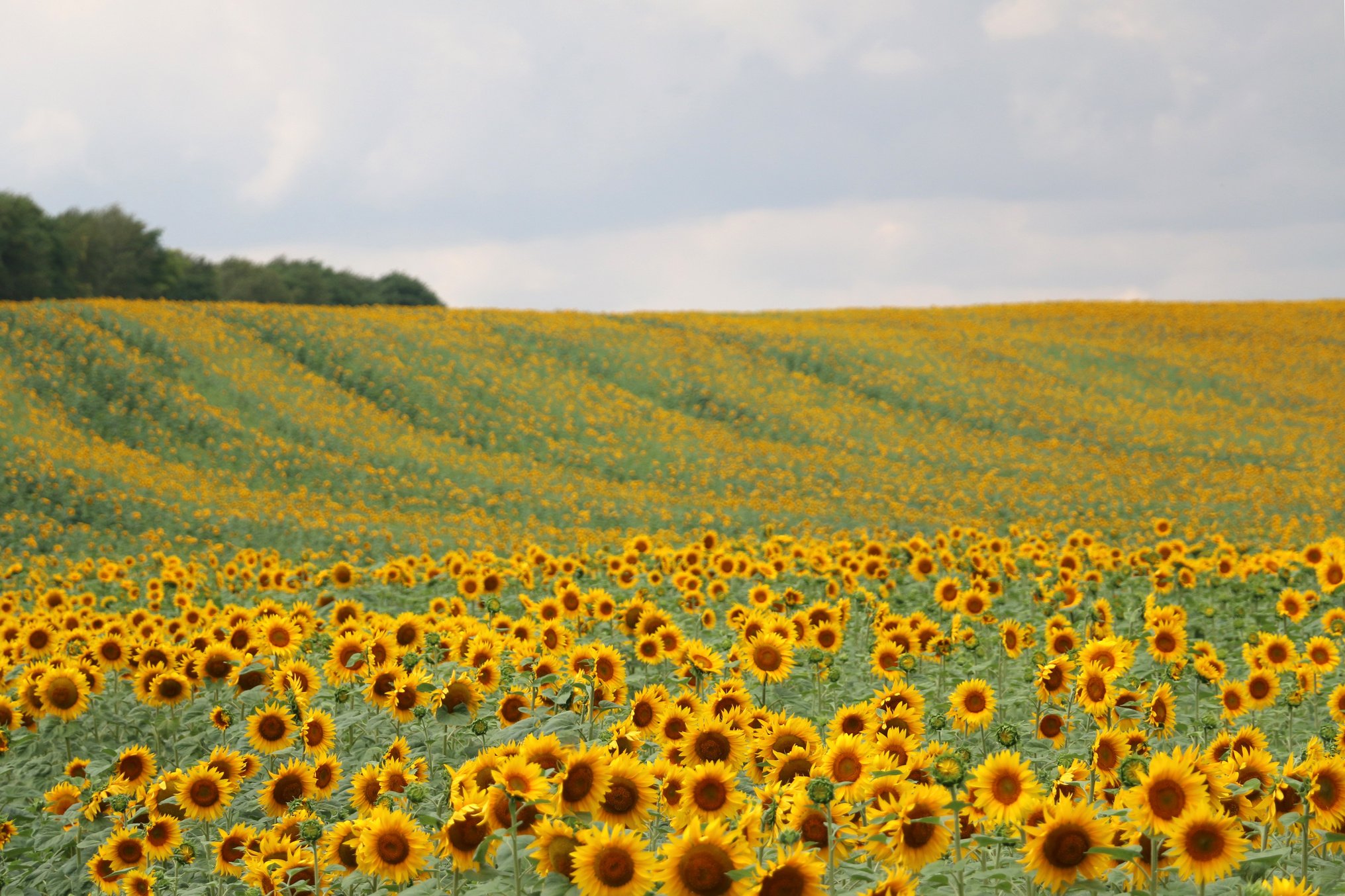 Sunflowers in August